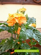 Кросандра (Crossandra)