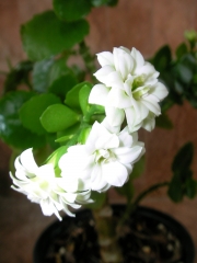 Каланхое Каландива, бяло (Kalanchoe calandiva)