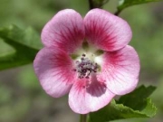 Анисодонта (Anisodontea capensis)