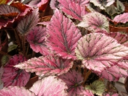 Бегония рекс (Begonia Rex)