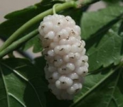 Бяла черница (Morus alba)