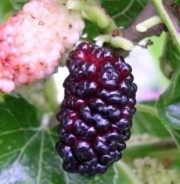 Черна черница (Morus nigra)