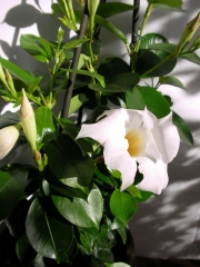 Дипладения бяла (Dipladenia)