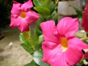 Дипладения малка розова (Dipladenia)