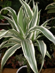 Драцена (Dracaena)