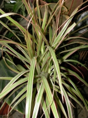 Драцена (Dracaena)