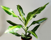 Драцена (Dracaena)