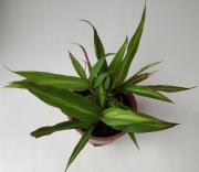 Драцена (Dracaena)