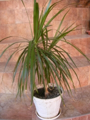 Драцена (Dracaena)