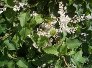 Фалопия, сребърни дентелени лози (Fallopia baldschuanica, Silver lace vine)