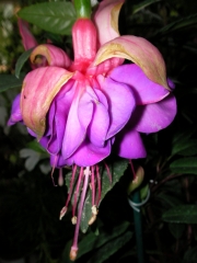 Обичка, Фуксия (Fuchsia)