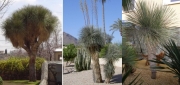 Юка елата (Yucca elata)