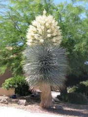 Юка ригида (Yucca rigida)