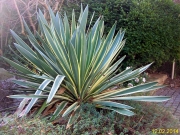 Юка вариегата студоустойчива (Yucca gloriosa variegata)