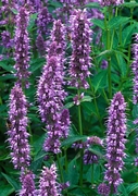 Агастаче, Лофант (Agastache)