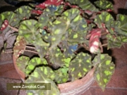 Тигрова Бегония (Begonia tiger)