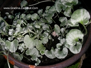 Дихондра (Dichondra)