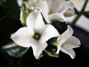 Каланхое, бяло (Kalanchoe)