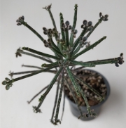 Каланхое, Бриофилум, живораждащо каланхое (Kalanchoe tubiflora, Kalanchoe delagoensis, Bryophyllum)