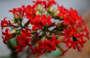 Каланхое (Kalanchoe)