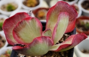 Каланхое (Kalanchoe luciae Variegata, Kalanchoe thyrsiflora Variegata)