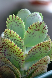 Каланхое (Kalanchoe marmorata)