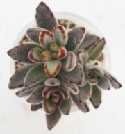 Каланхое (Kalanchoe tomentosa)