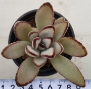 Каланхое (Kalanchoe tomentosa, 월토이 Kalanchoe tomentosa f nigromarginata)