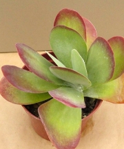 Каланхое, малко (Kalanchoe thyrsiflora)