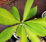 Каучуково дърво (Synadenium)
