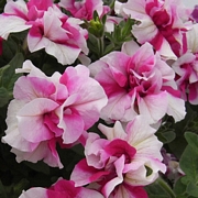 Кичеста петуния каскадна, разсад (Petunia Rosy Ripple)