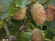 Розова черница едроплодна (Morus alba pink)