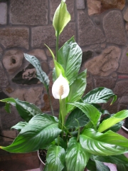 Спатифилум малък (Spathiphyllum)
