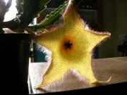 Стапелия гигантея жълта (Stapelia gigantea)
