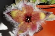 Стапелия гигантея (Stapelia gigantea Hybride violaverde)
