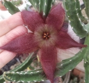 Стапелия хирсута (Stapelia hirsuta)