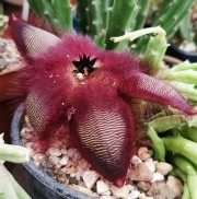 Стапелия хирсута (Stapelia hirsuta)