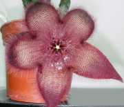 Стапелия хирсута (Stapelia hirsuta Phel)