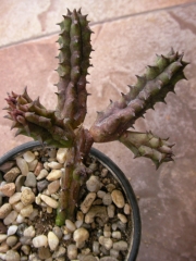 Стапелия (Stapelia)