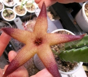Стапелия (Stapelia sp.)