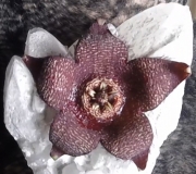 Стапелия (Stapelia berlinensis)