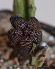 Стапелия (Stapelia cedrimontana)