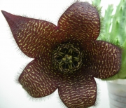 Стапелия (Stapelia comparabilis)