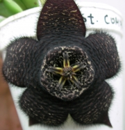 Стапелия (Stapelia comparabilis)