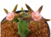 Стапелия (Stapelia flavopurpurea)