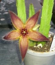 Стапелия (Stapelia Gariepensis)