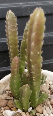 Стапелия (Stapelia gettleffii)