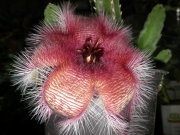 Стапелия (Stapelia grandiflora)