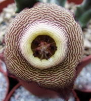 Стапелия (Stapelia mutabilis)