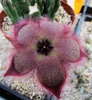 Стапелия (Stapelia paniculata)